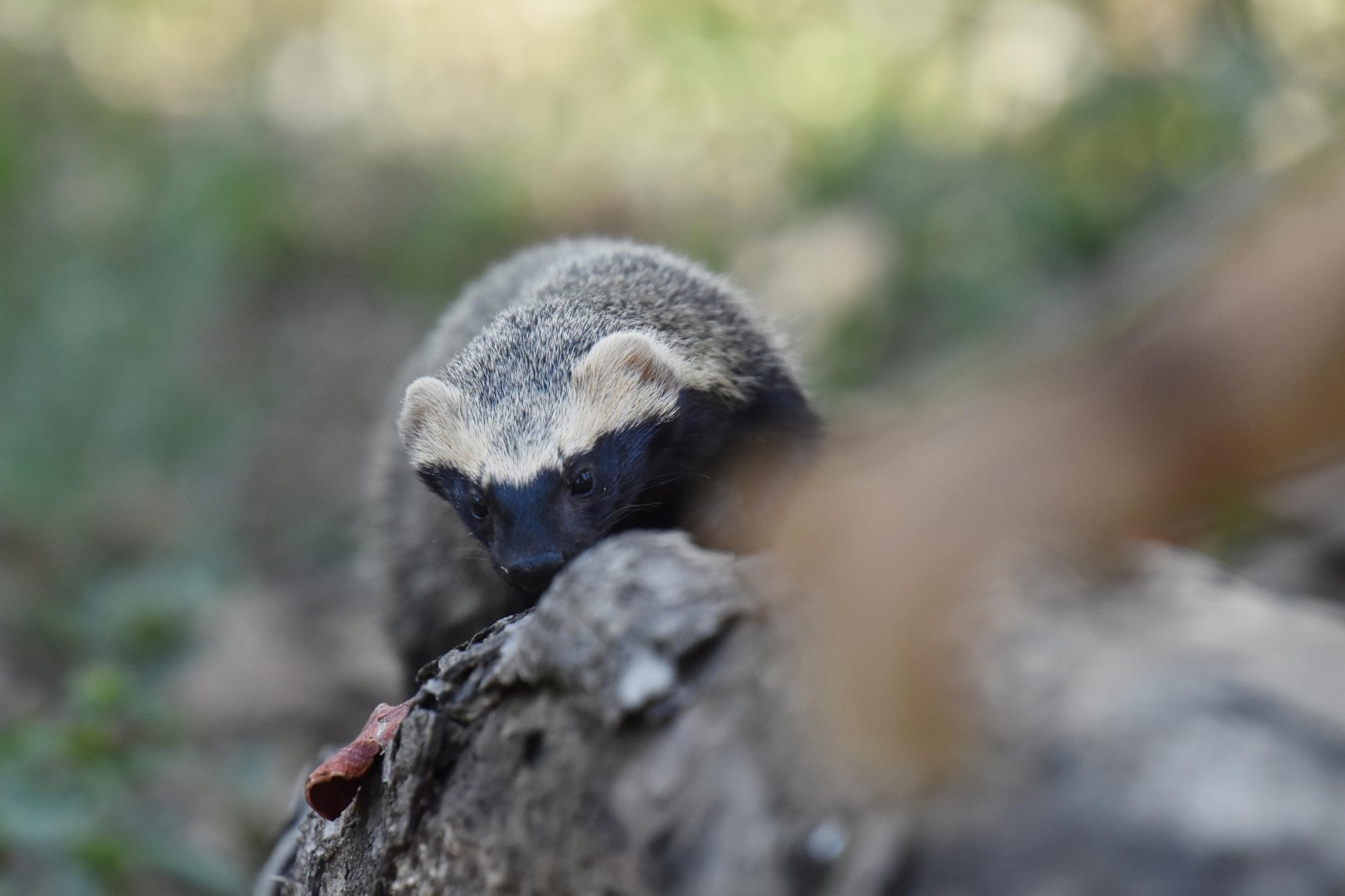 Greater grison (Galictis vittata)
