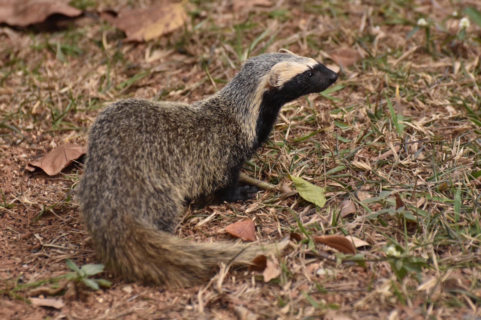 Greater grison (Galictis vittata)