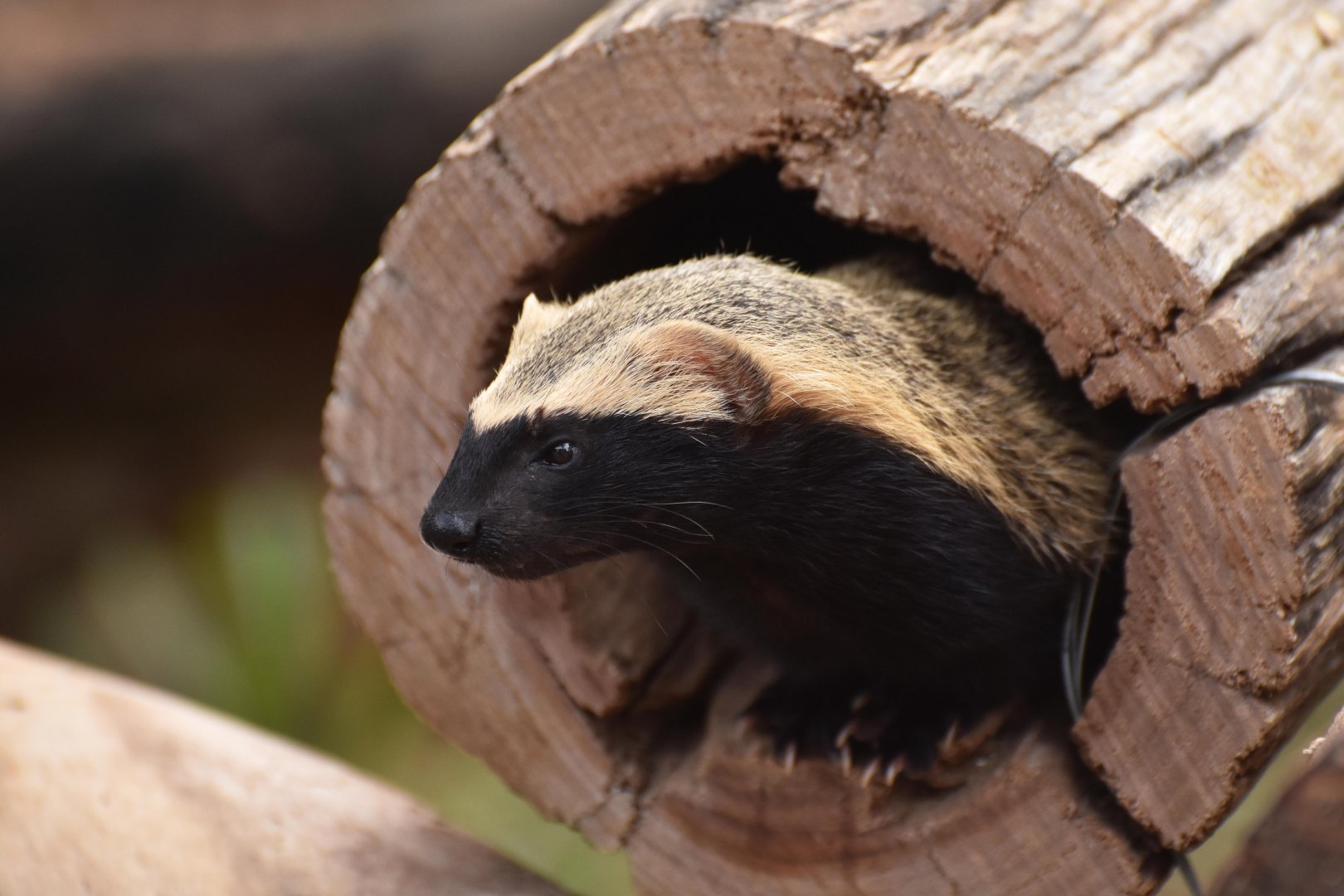 Greater grison (Galictis vittata)