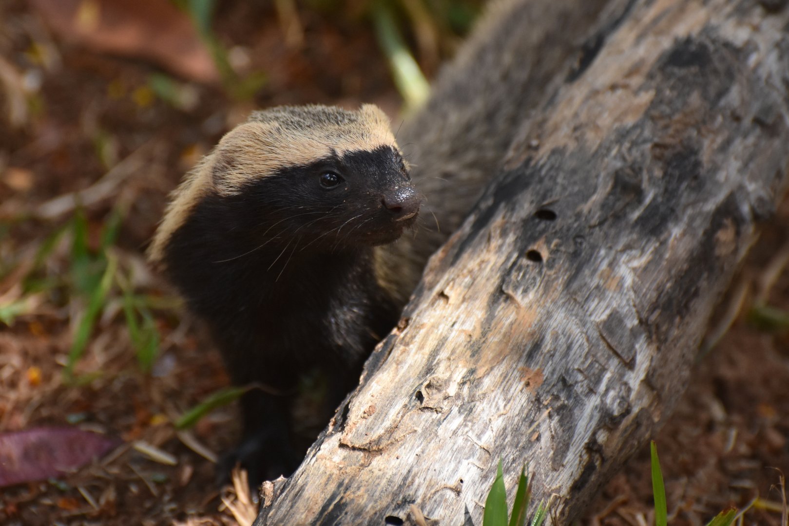 Greater grison (Galictis vittata)