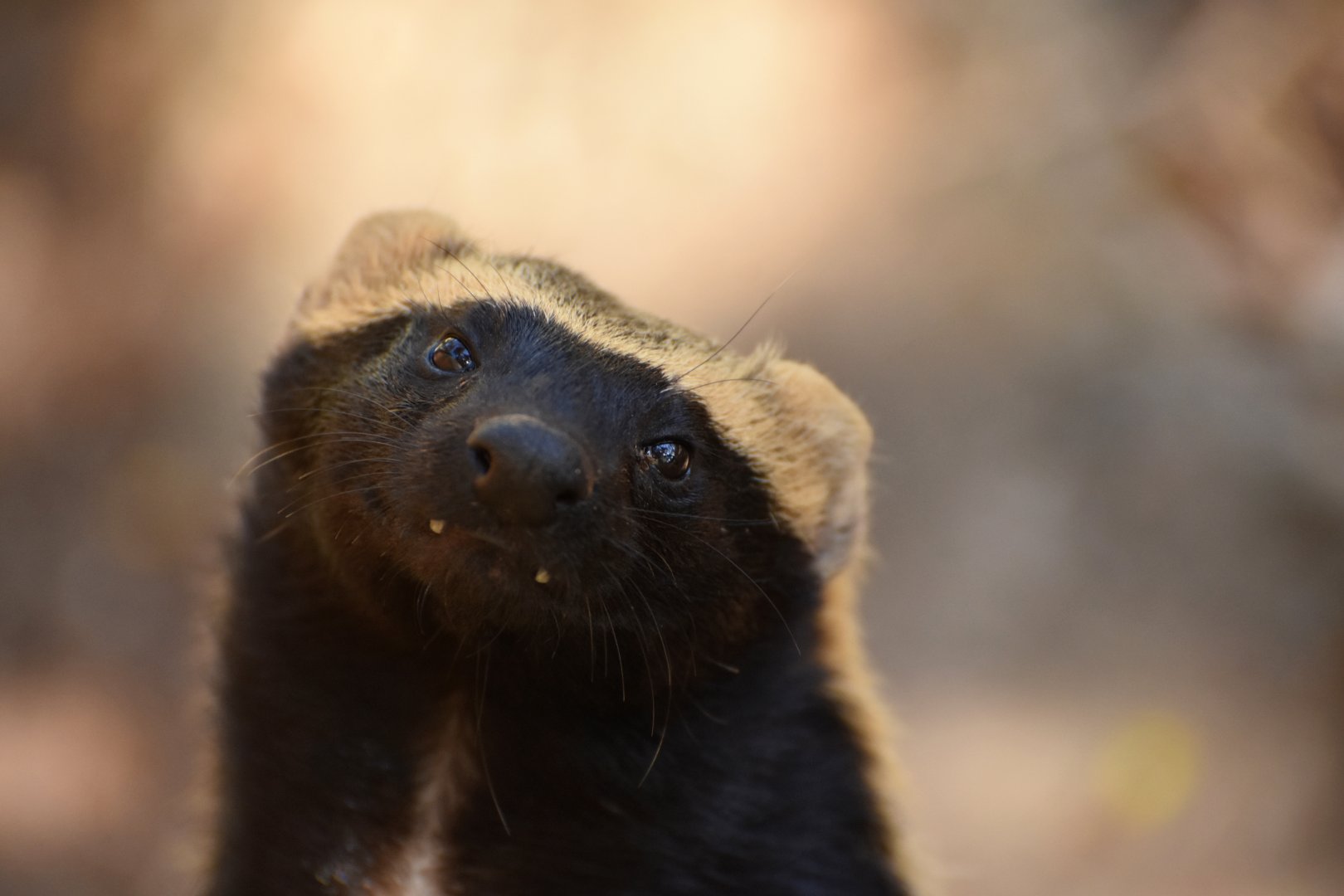 Greater grison (Galictis vittata)