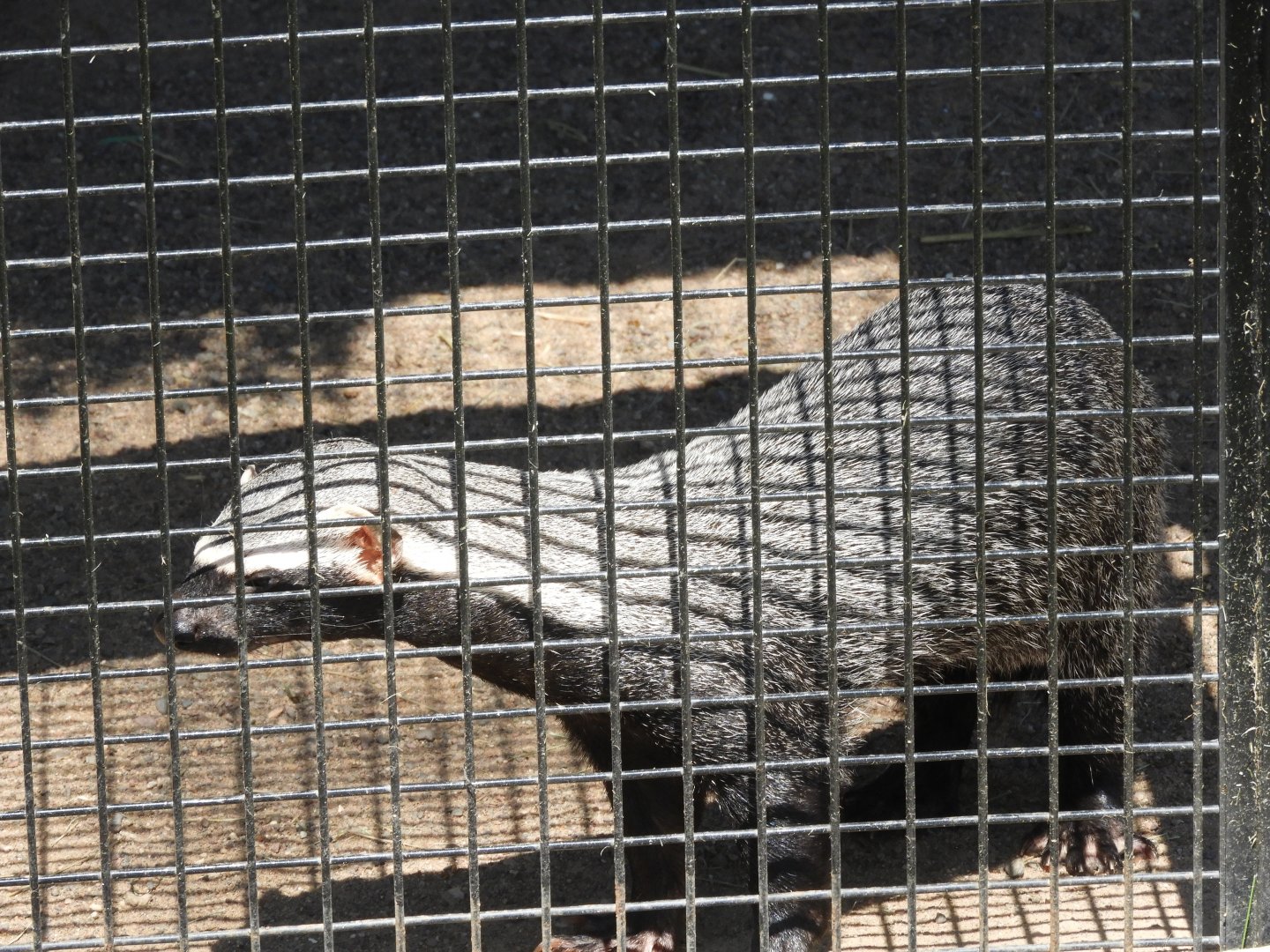 Greater Grison (Galictis vittata)