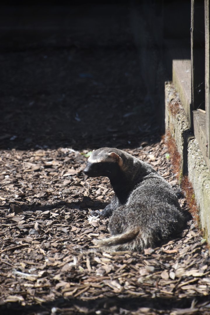 Greater grison, Galictis vittata