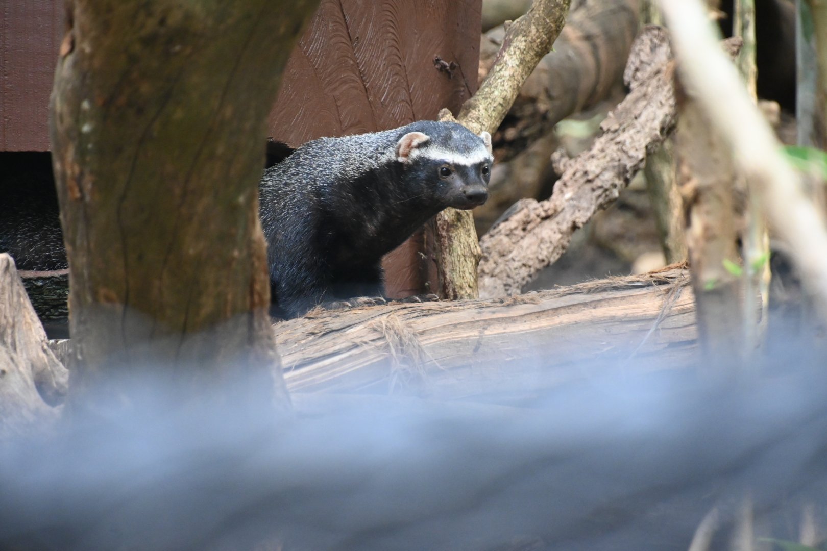 Greater grison (Galictis vittata)