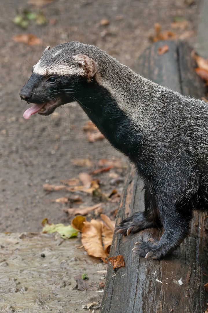 Greater grison (Galictis vittata)