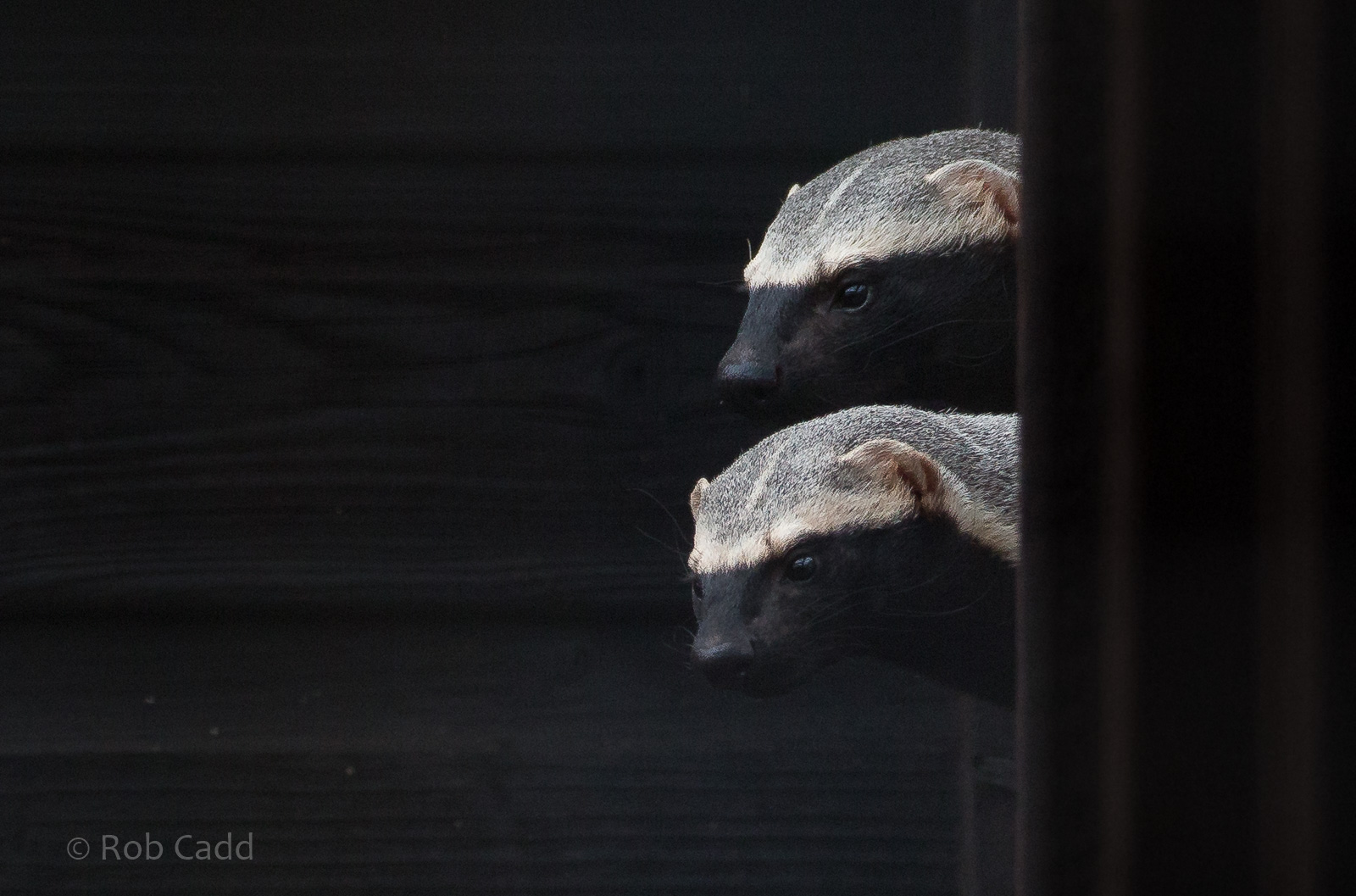 Greater grison : Hamerton : 01 Apr 2018