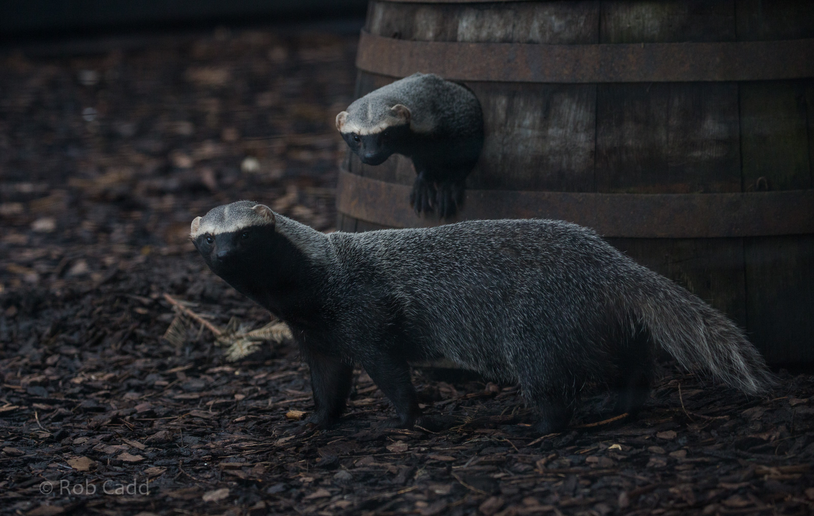 Greater grison : Hamerton : 01 Apr 2018