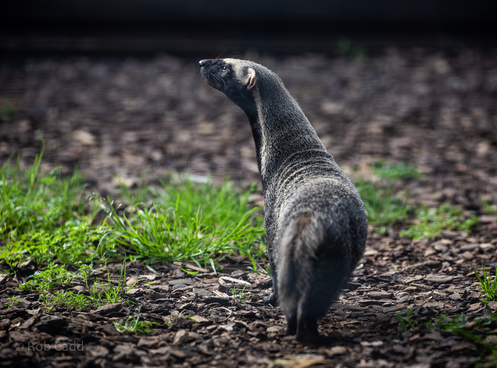 Greater grison : Hamerton : 06 Sep 2020