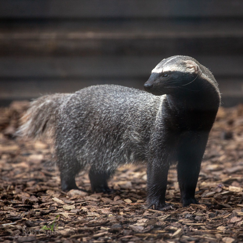 Greater grison : Hamerton : 14 Jul 2019