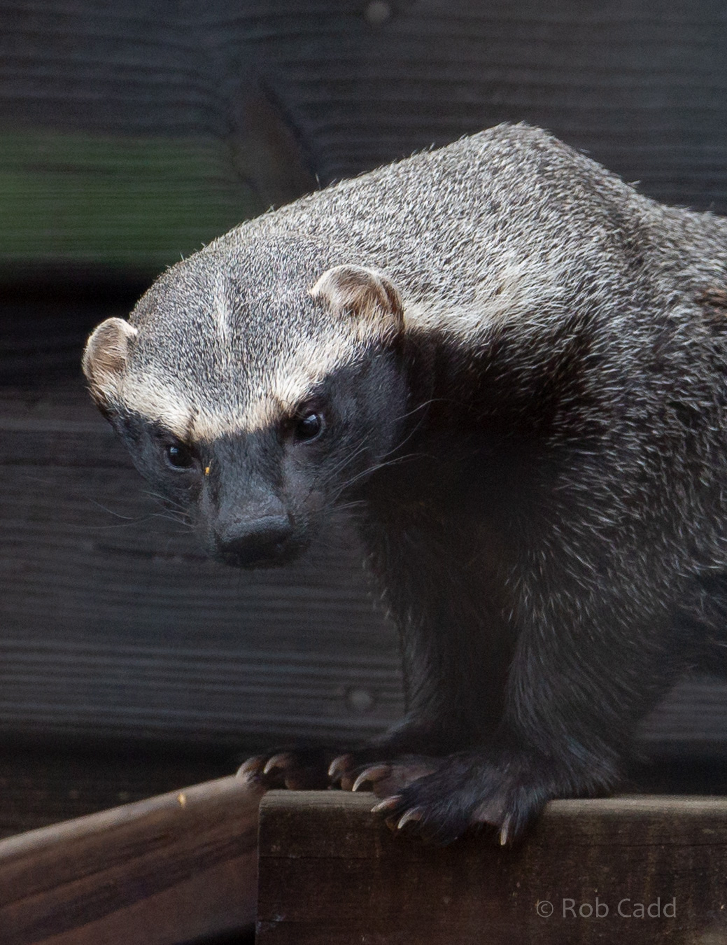 Greater grison : Hamerton : 15 Jun 2018