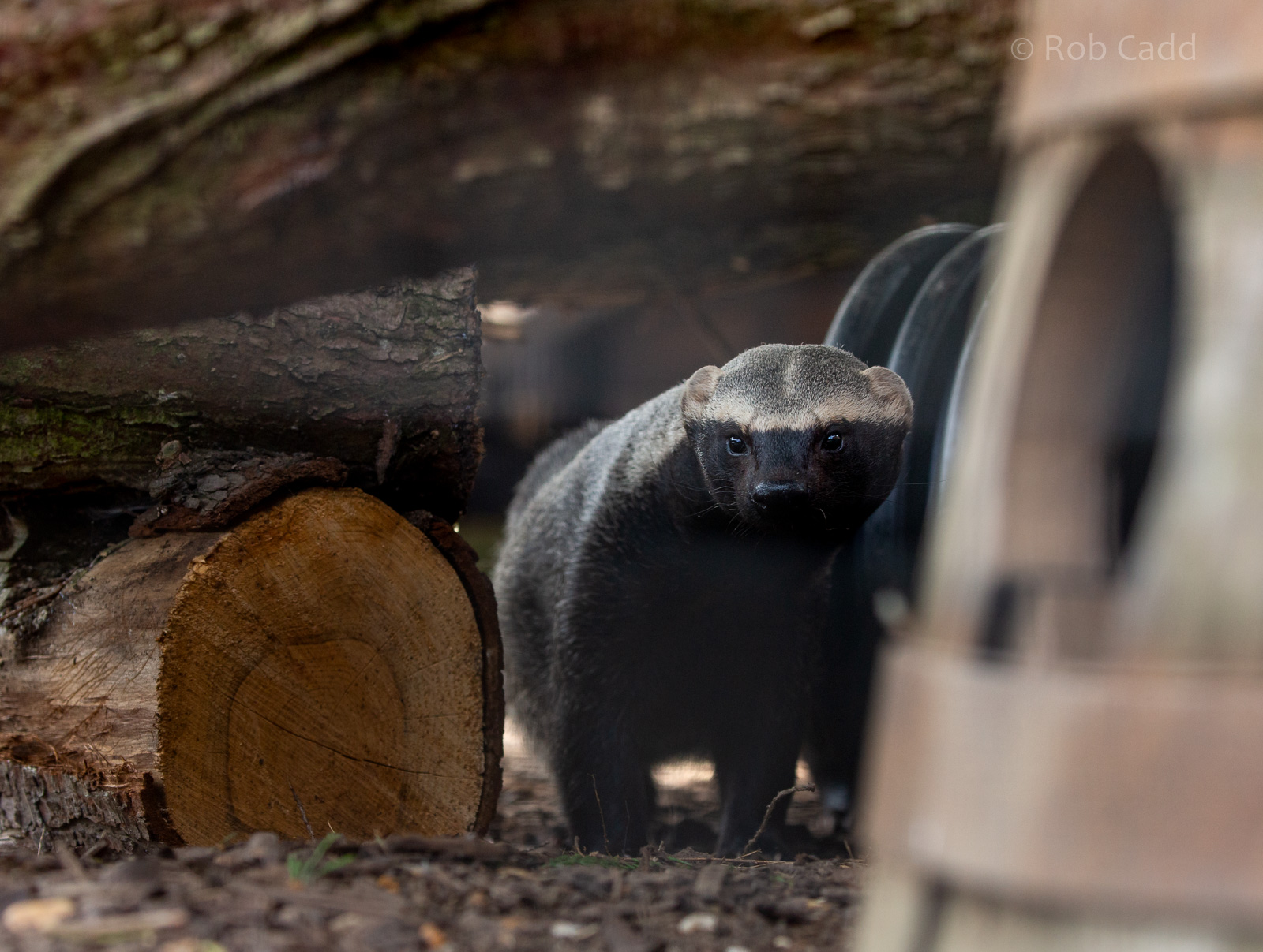 Greater grison : Hamerton : 18 May 2018