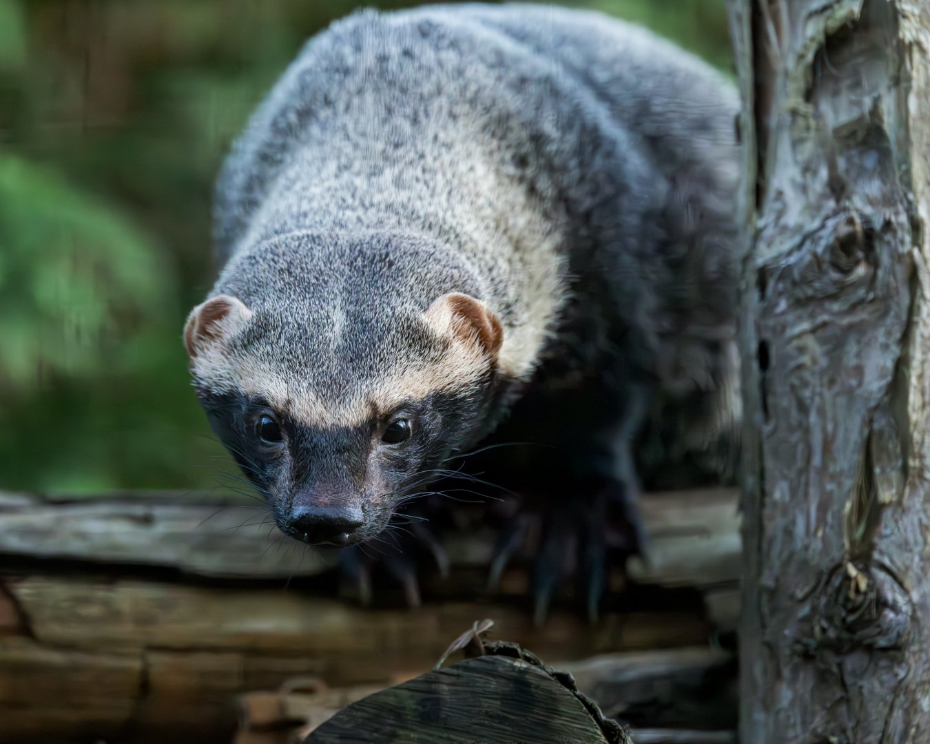 Greater Grison / Hamerton / 27-11-24