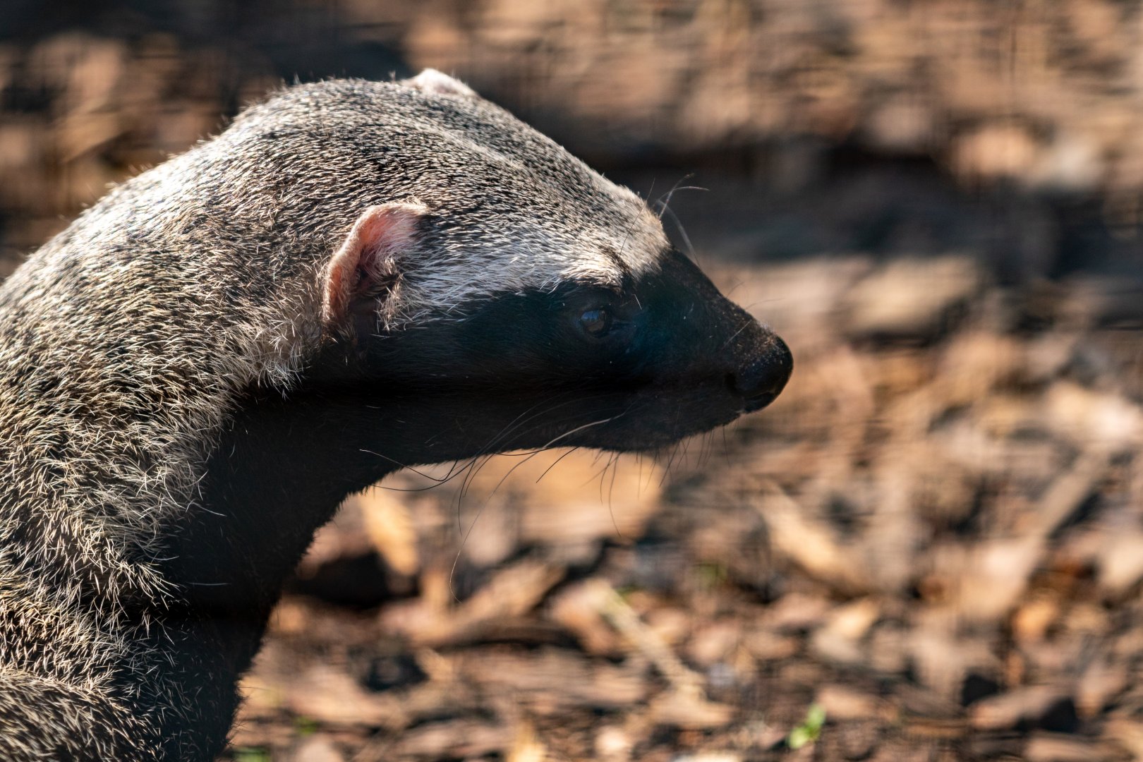 Greater Grison / Hamerton / 27-5-21