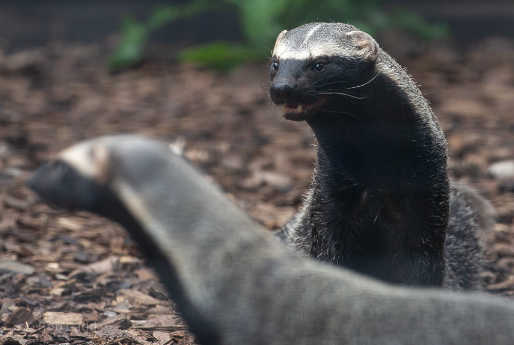 Greater grison : Hamerton : 31 May 2019