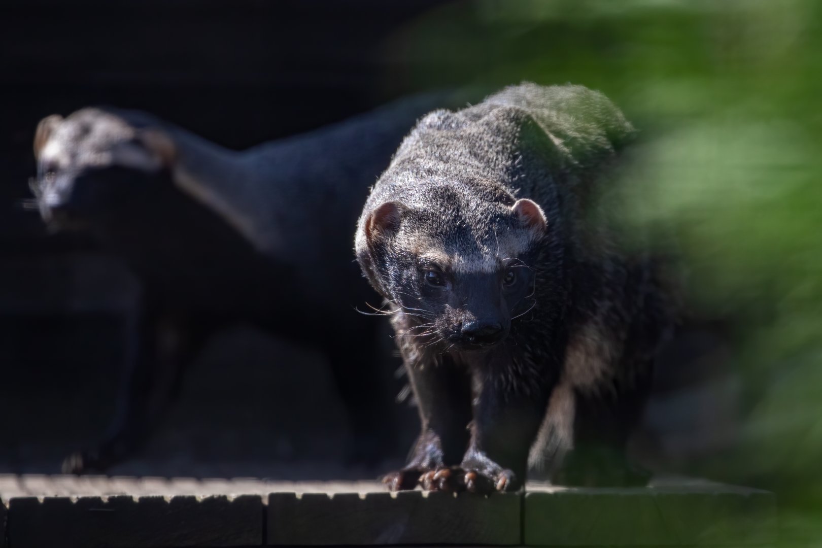 Greater Grison / Hamerton / 6-7-20