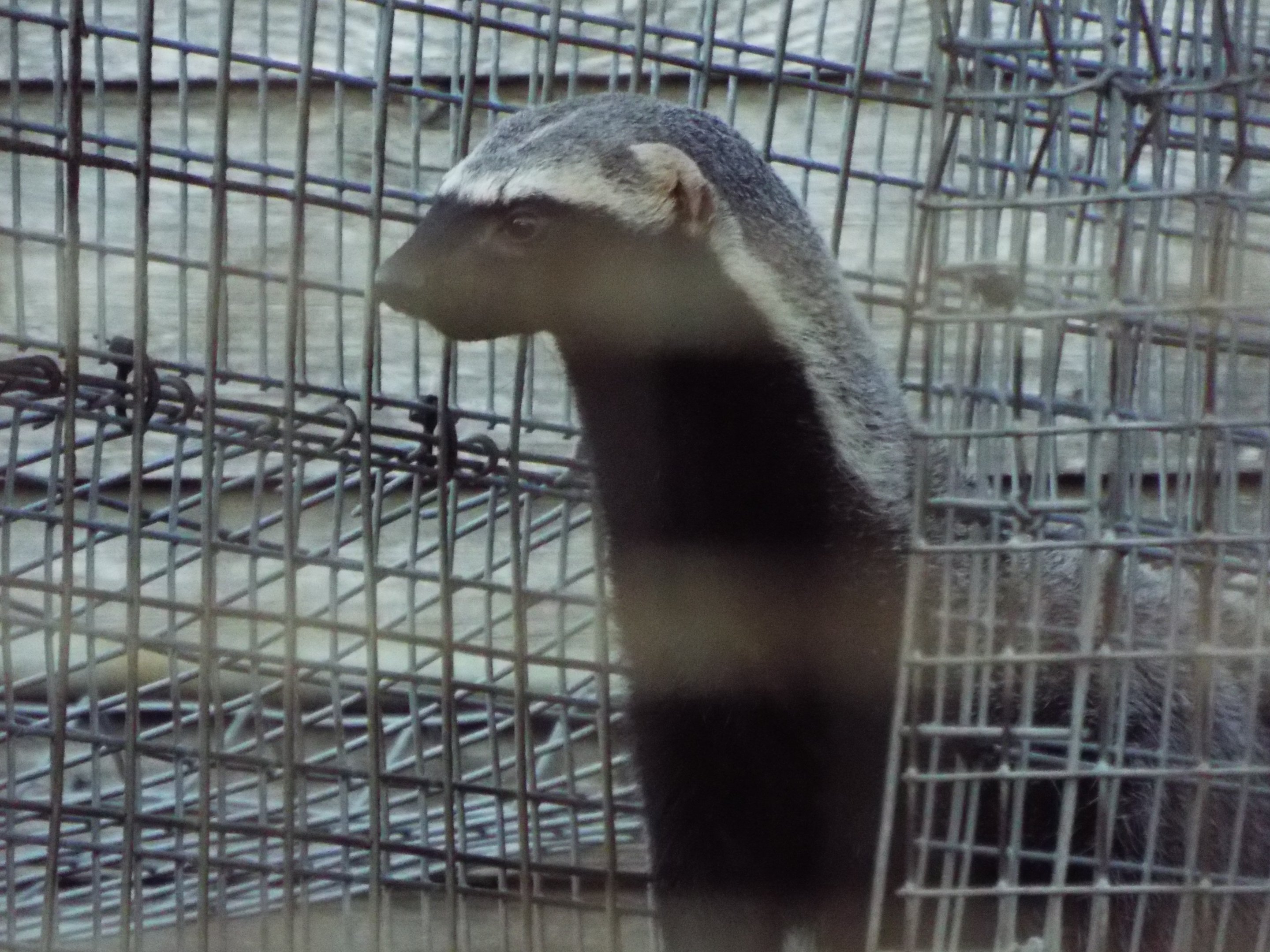 Greater Grison Hamerton Zoo Park