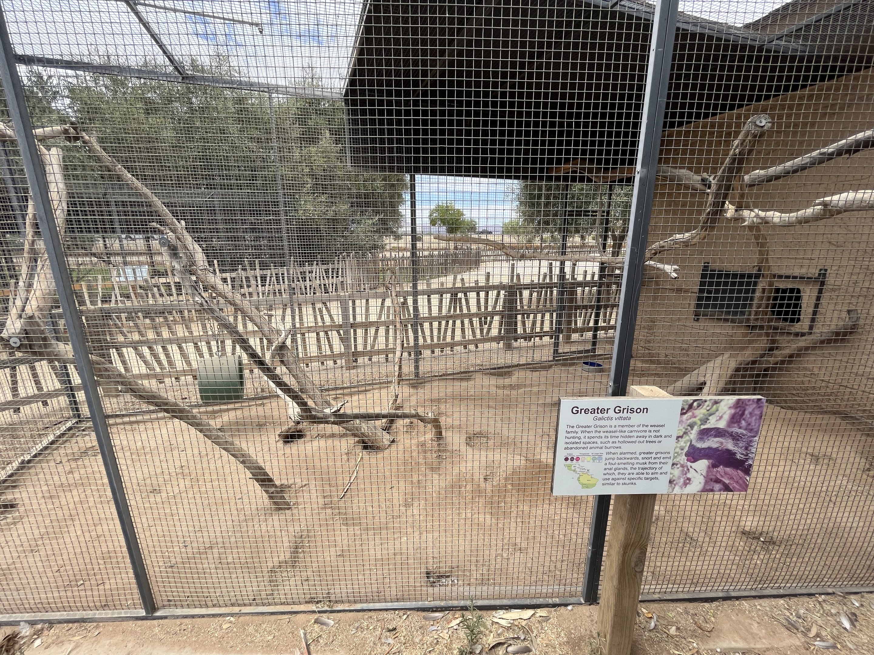 Greater Grison Outdoor Exhibit