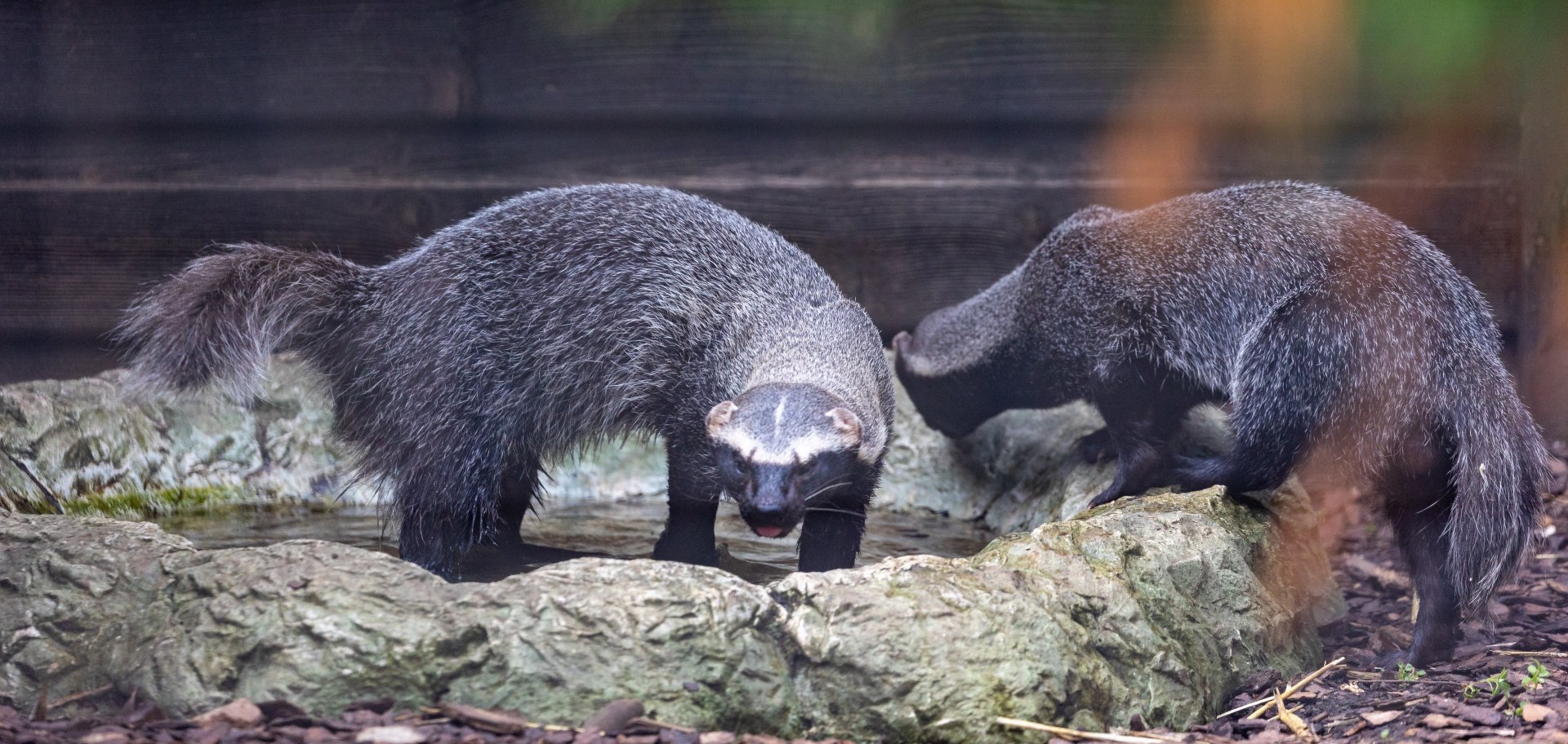 Greater Grison pair / Hamerton / 8-7-21