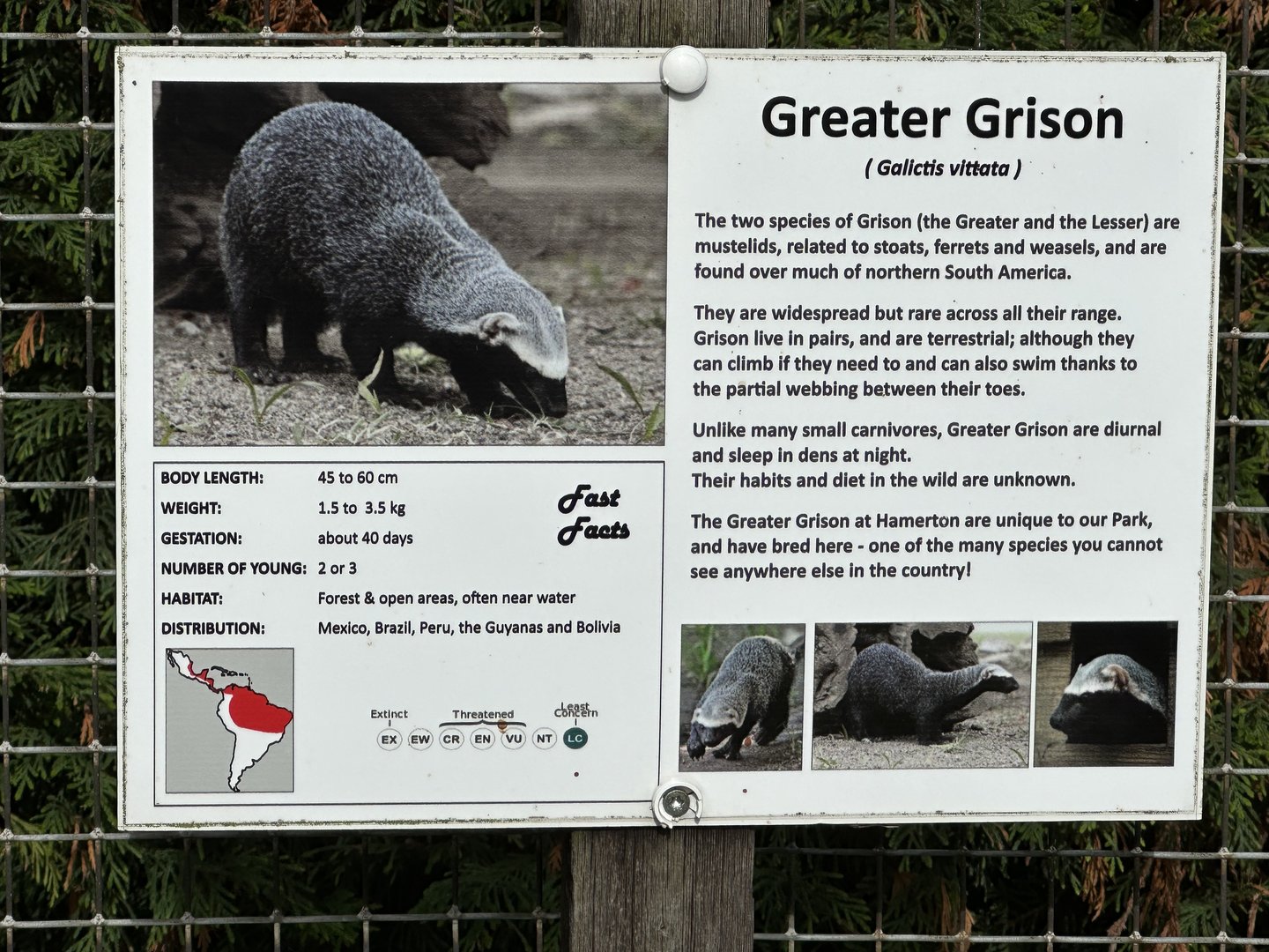 Greater Grison Signage at Hamerton Zoo Park (October 2023)