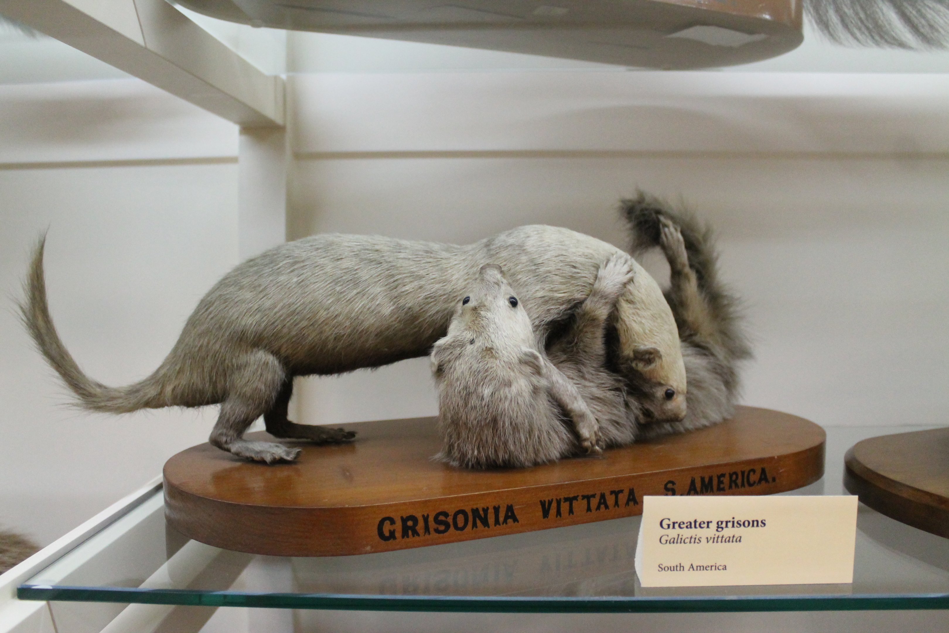 Greater Grisons (Galictis vittata), Otago Museum