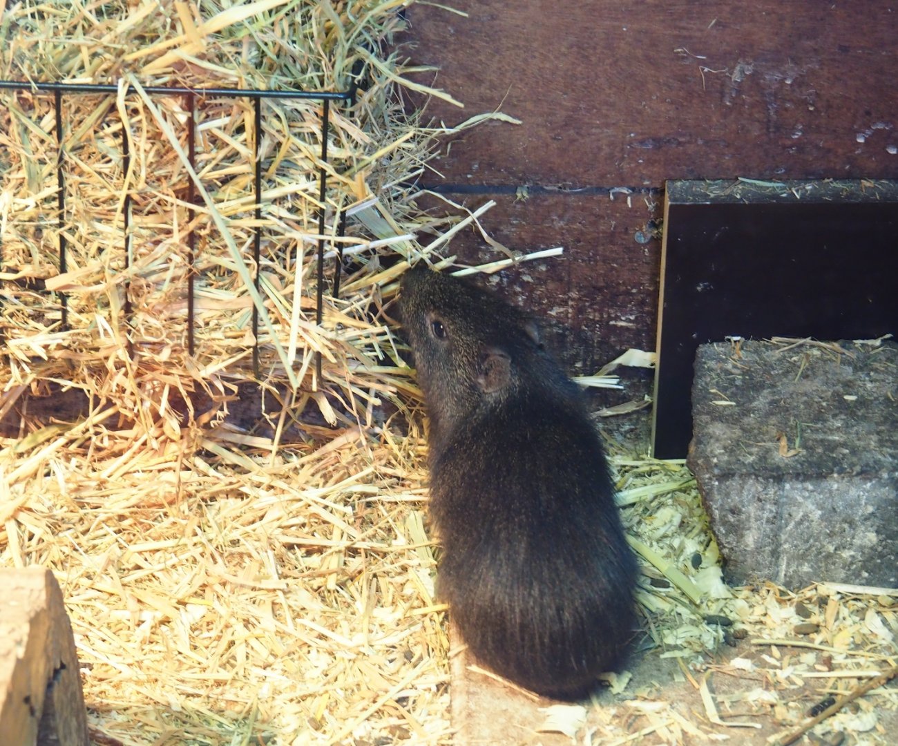 Greater guinea pig (Cavia magna), Nov 10th, 2018