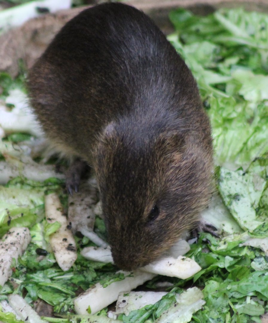 Greater guinea pig - Cavia magna