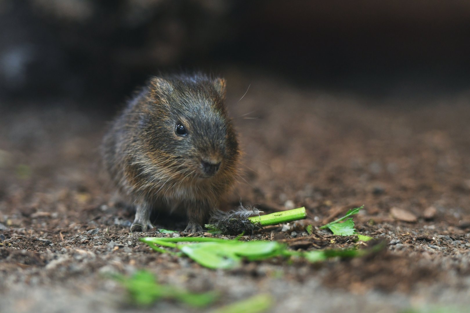 Greater guinea pig (Cavia magna)