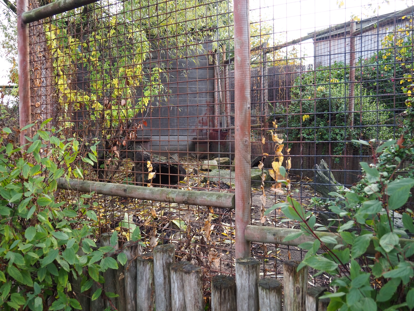Greater guinea pig exhibit (Nov 10th, 2018)