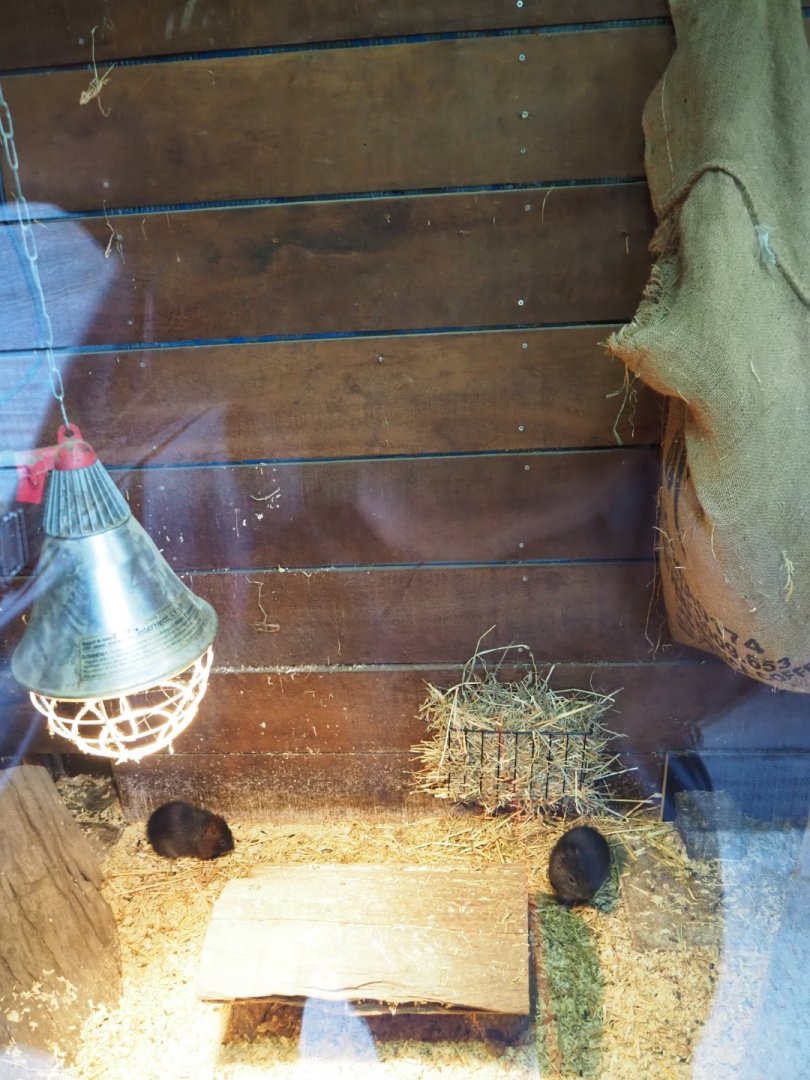 Greater guinea pig indoor exhibit (Nov 10th, 2018)