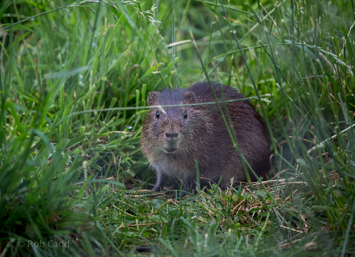 Greater guinea pig / swamp cavy : Hamerton : 12 Jul 2015