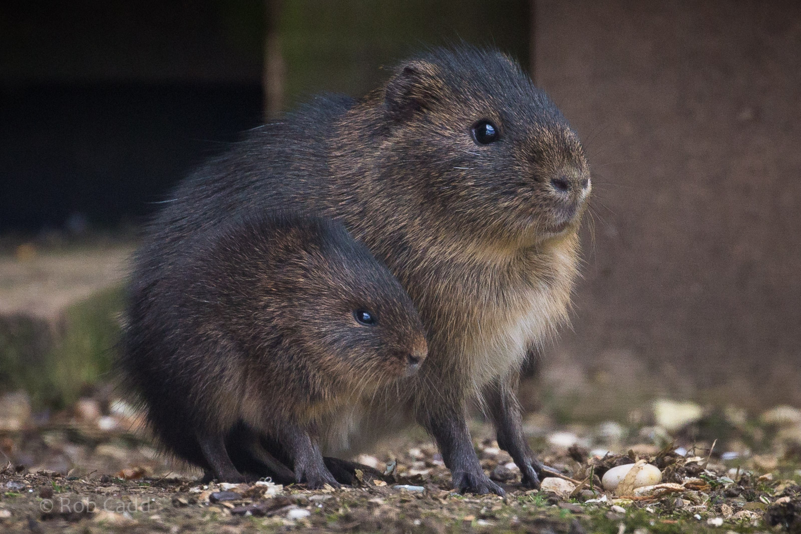 Greater guinea pig / swamp cavy : Hamerton : 27 Mar 2015
