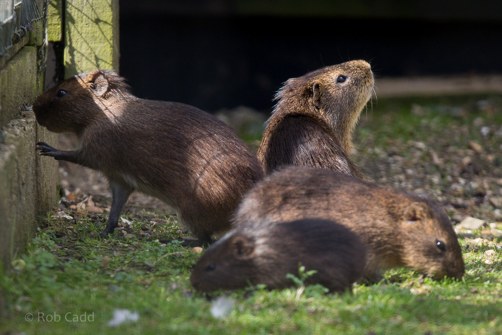Greater guinea pig / Swamp cavy : Hamerton : 31 Aug 2014