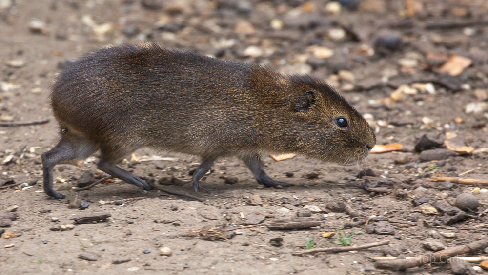 Greater guinea-pig / Swamp cavy : Hamerton : 31 May 2019