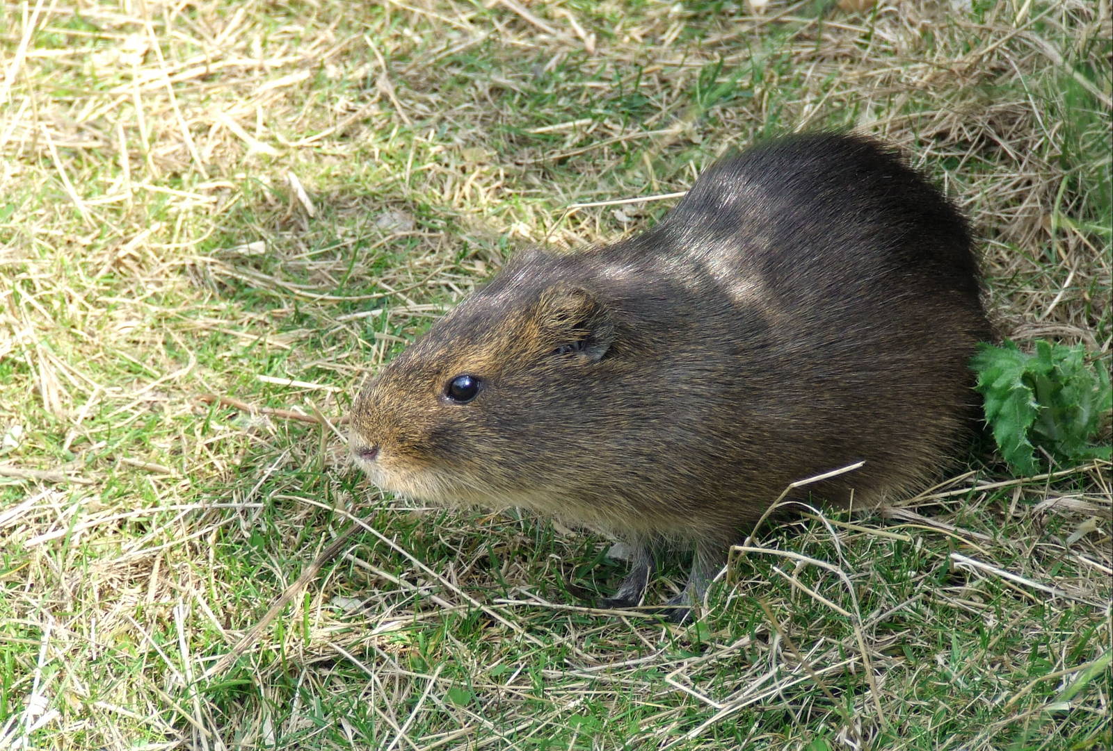 Greater Guinea Pig