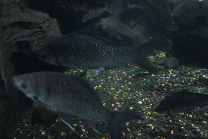 Greater hard-lipped barb (Osteochilus melanopleura)