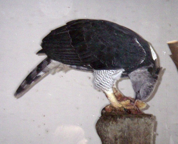 Greater Harpy Eagle (Harpia harpyja)