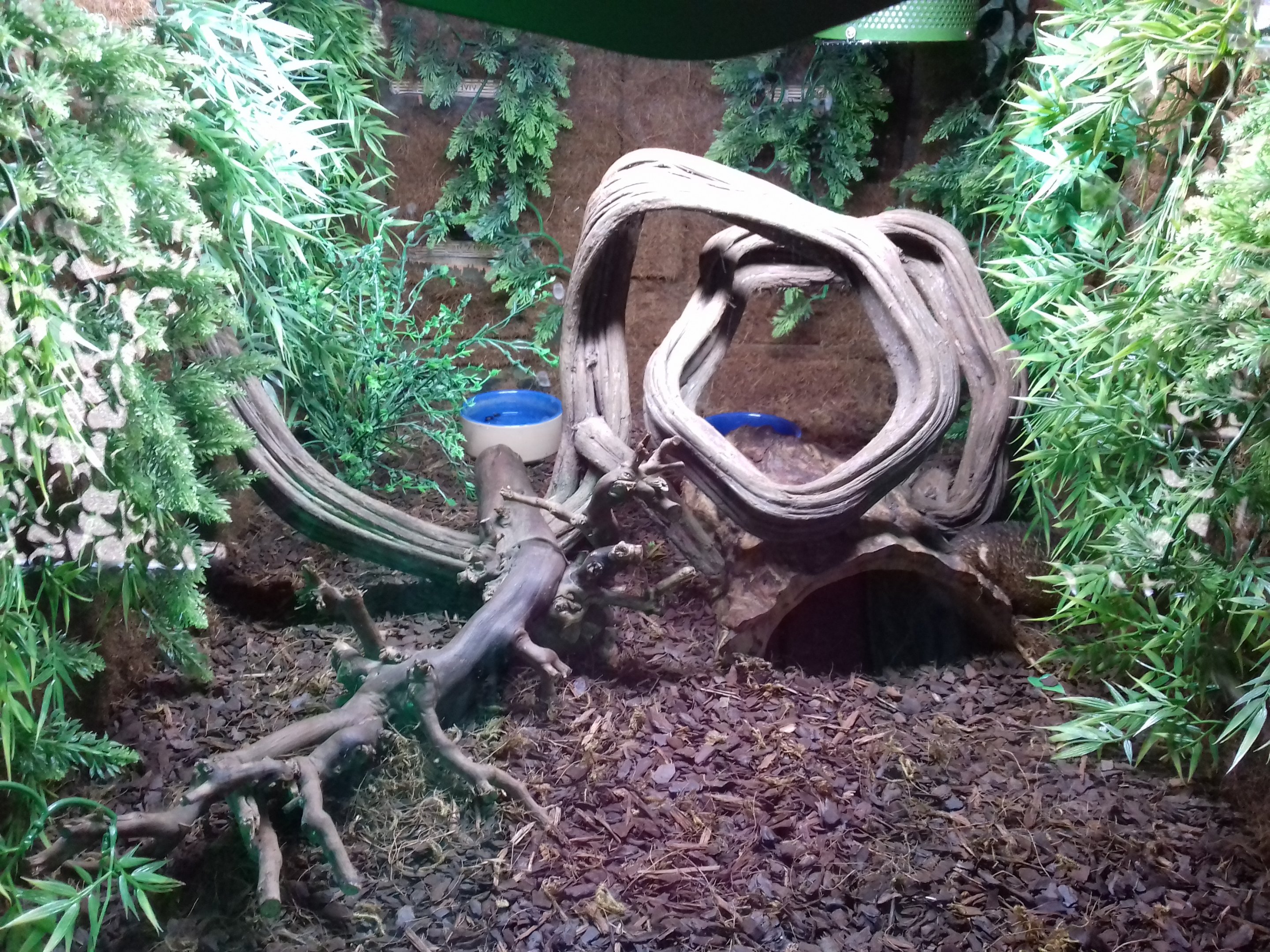 Greater Hedgehog Tenrec enclosure