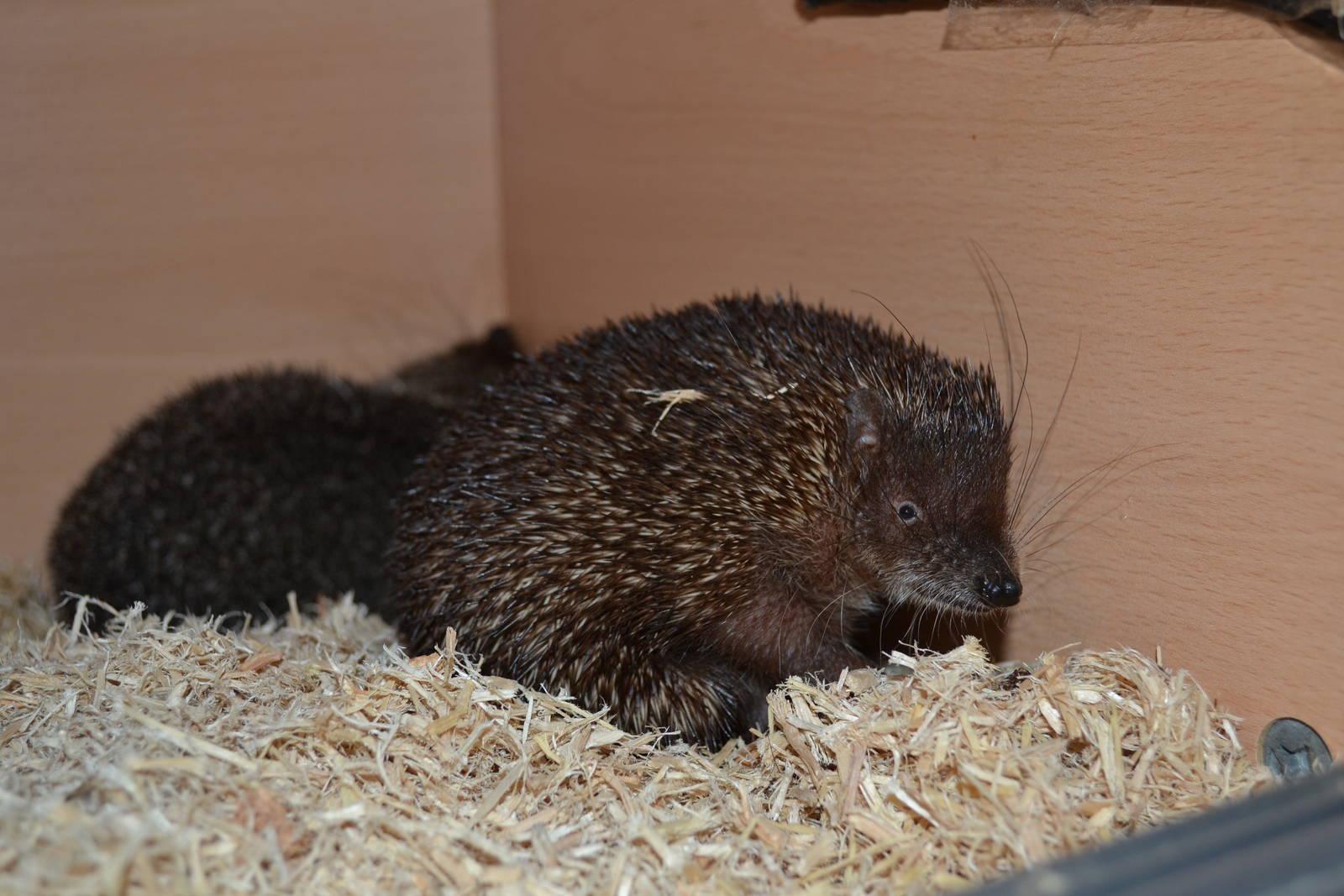 Greater Hedgehog Tenrec (Setifer setosus) - private collection