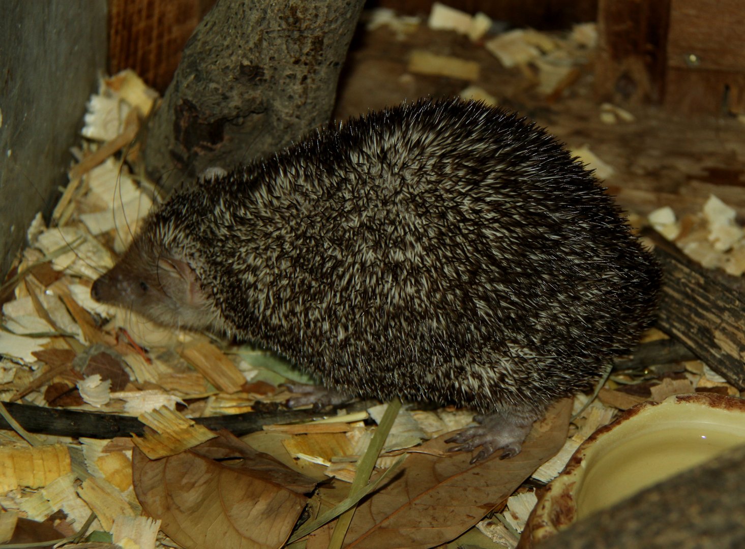 greater hedgehog tenrec (Setifer setosus)