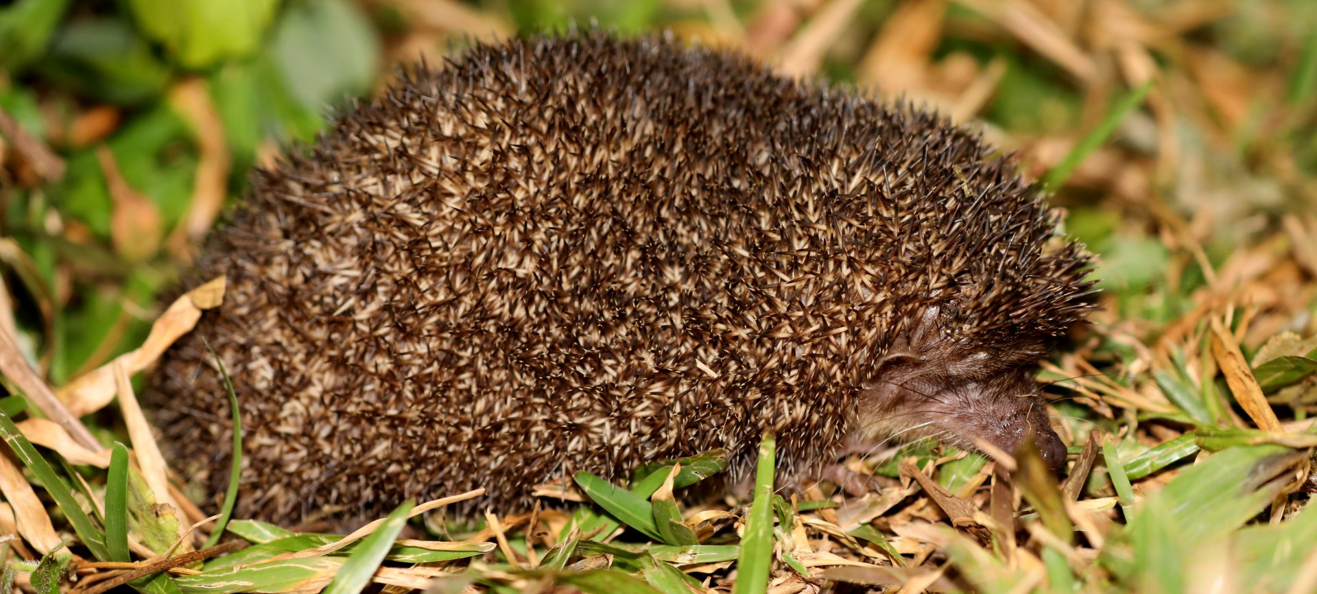 greater hedgehog tenrec (Setifer setosus)
