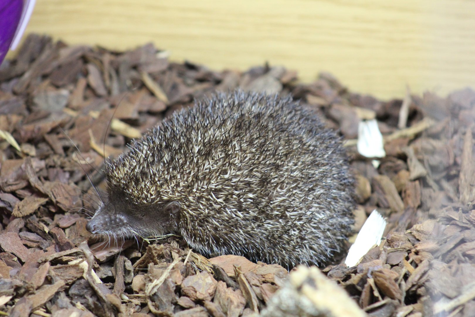 Greater Hedgehog Tenrec