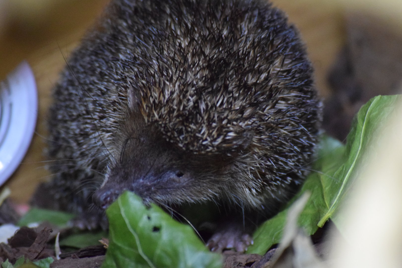 Greater hedgehog tenrec