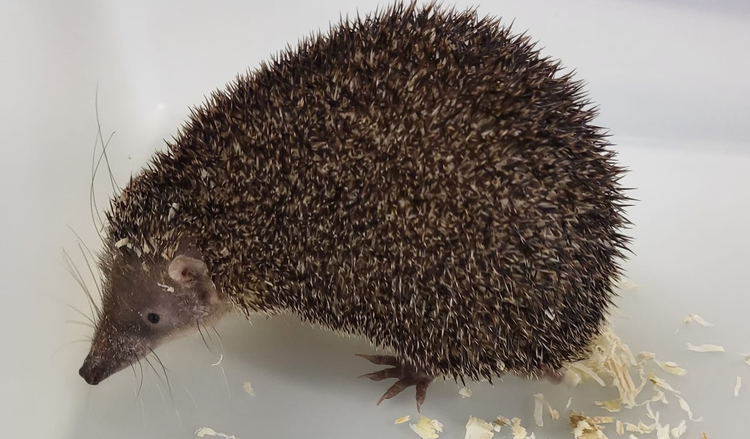 Greater hedgehog tenrec