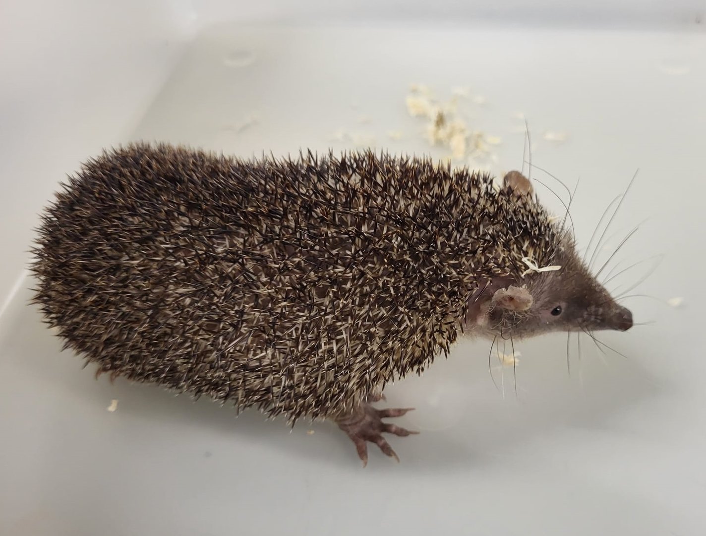 Greater hedgehog tenrec