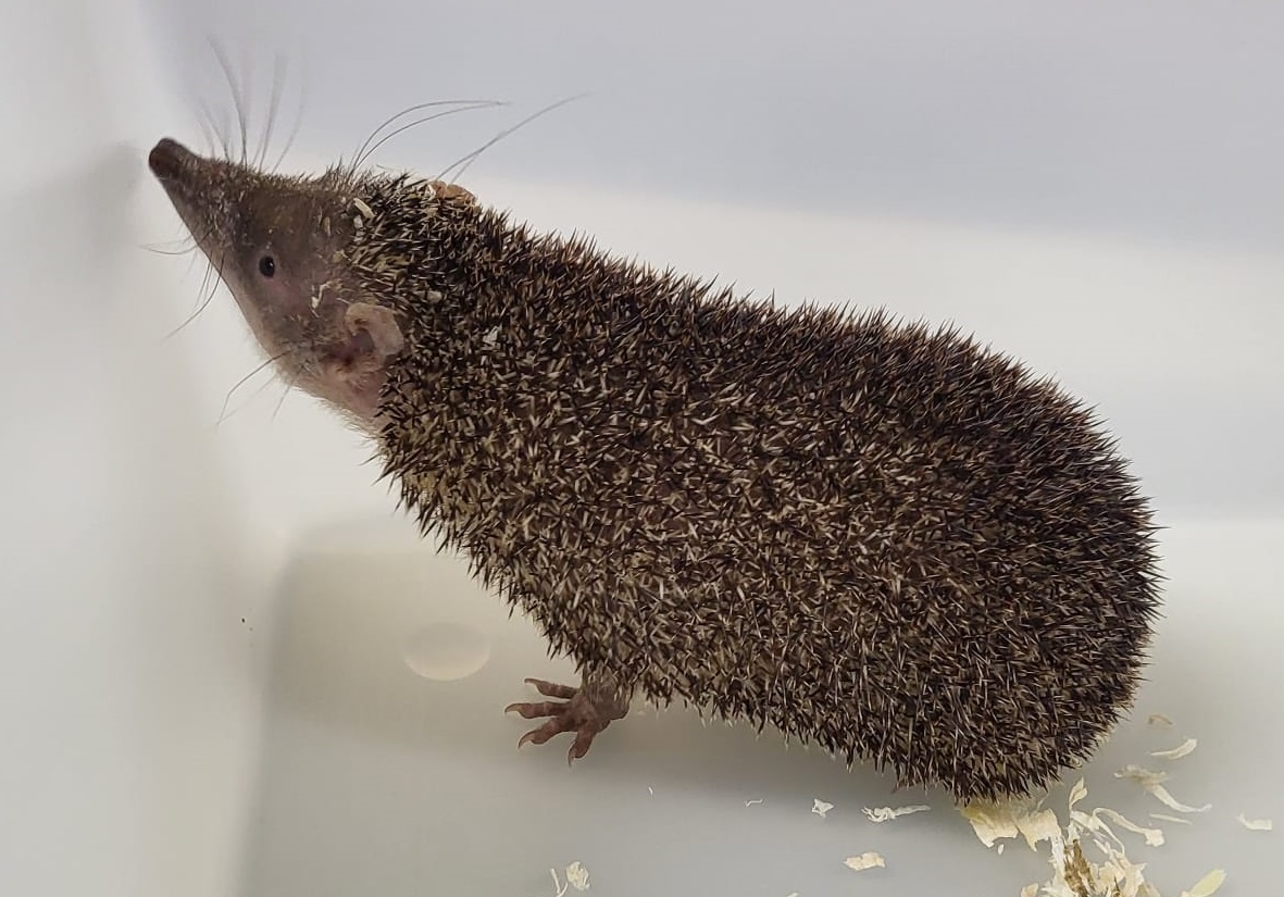Greater hedgehog tenrec