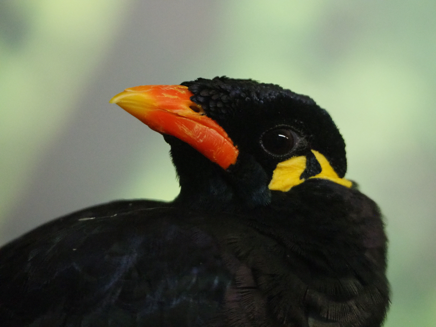Greater hill myna (Gracula religiosa intermedia), 2019-09-21
