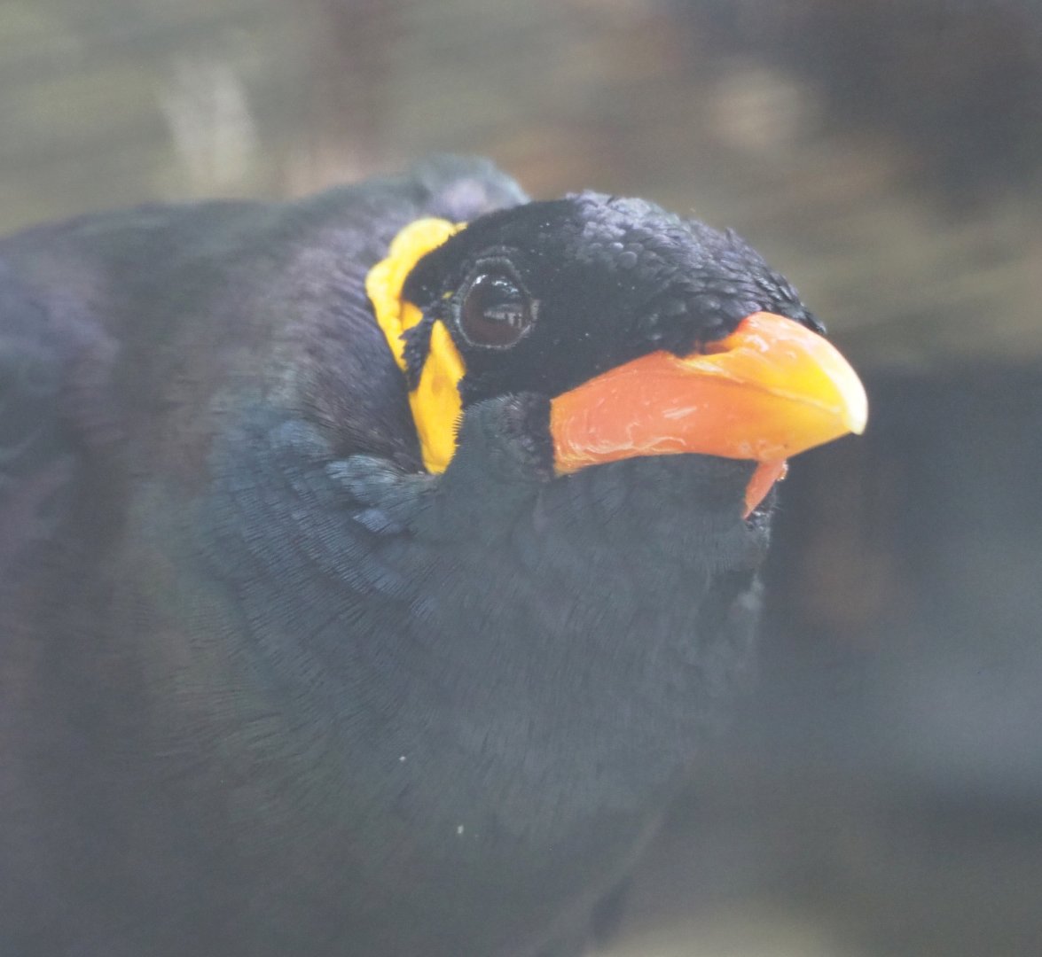 Greater hill myna (Gracula religiosa intermedia), 2022-05-26