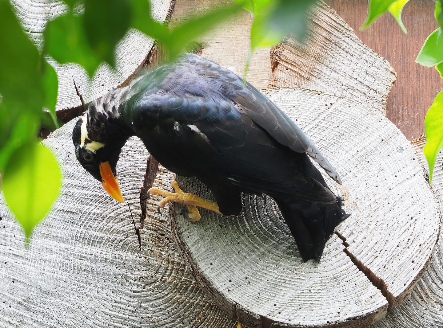 Greater hill myna (Gracula religiosa intermedia), 2022-08-28