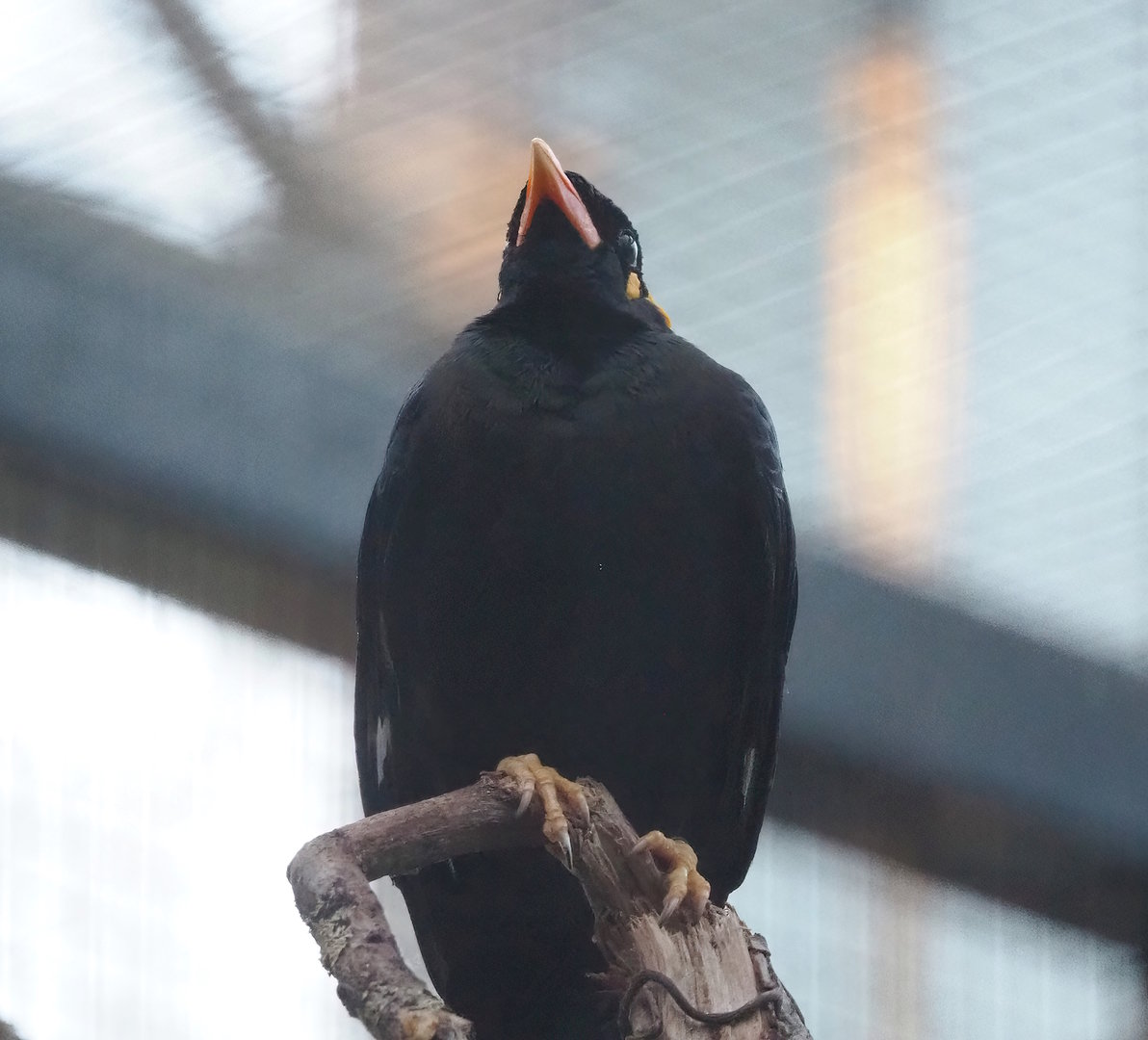 Greater hill myna (Gracula religiosa intermedia), 2022-12-27