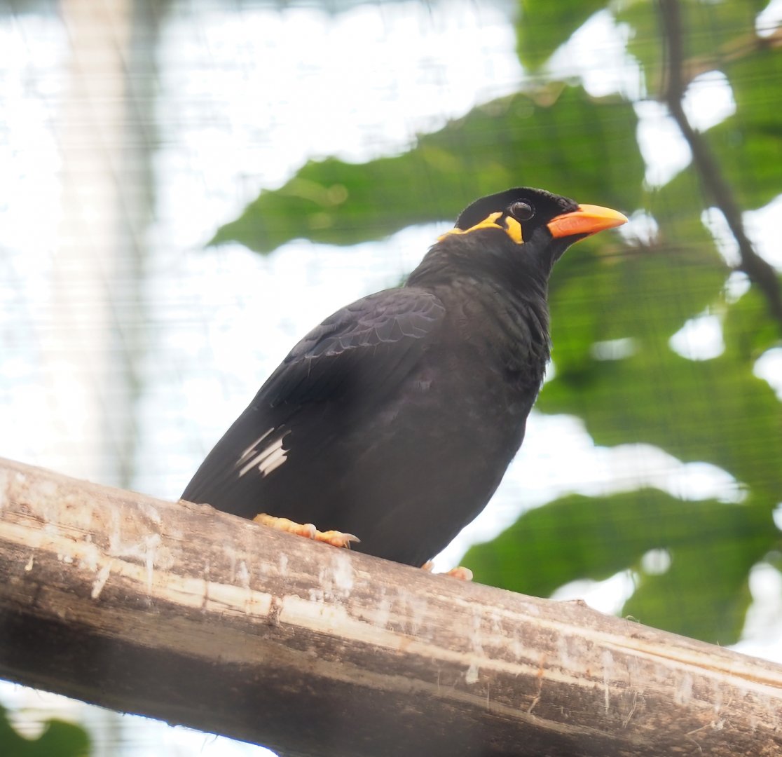 Greater hill myna (Gracula religiosa intermedia), 2023-05-13
